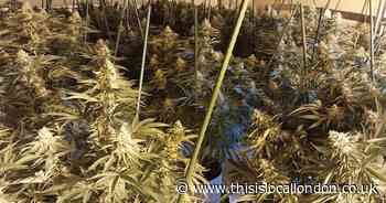 Essex Police have seized 100 cannabis plants in Harlow