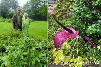 Drakenwortel in tuin van Dirk en Annie in Schelle staat (eindelijk) in bloei