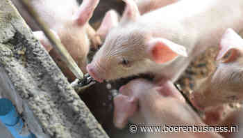 Biggenprijs verder omlaag in moeizame markt