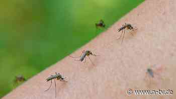 Hausmittel und Tipps: Mückenplage droht: So schützt man sich vor den Insekten