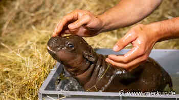 „Wir sind ganz verliebt in unser Mini-Hippo“ – Zwergflusspferd-Mädchen badet zum ersten Mal im Zoo Berlin