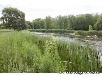 Dead body found Monday afternoon in Angrignon Park