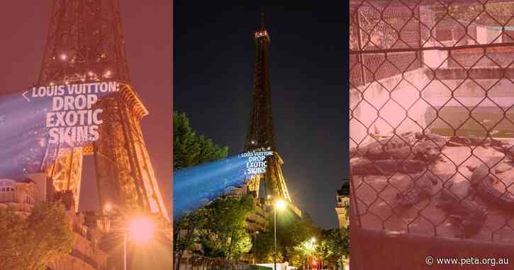 “Drop Exotic Skins” Projections Target Olympic Partner in Paris