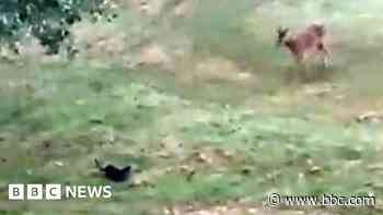 Deer and otter come face-to-face on golf course