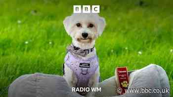 Dog found in Dudley canal wins award