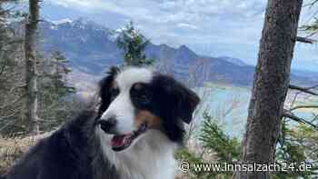 „Paula“ schmerzlich vermisst: Ängstliche Hundedame seit einer Woche auf der Flucht