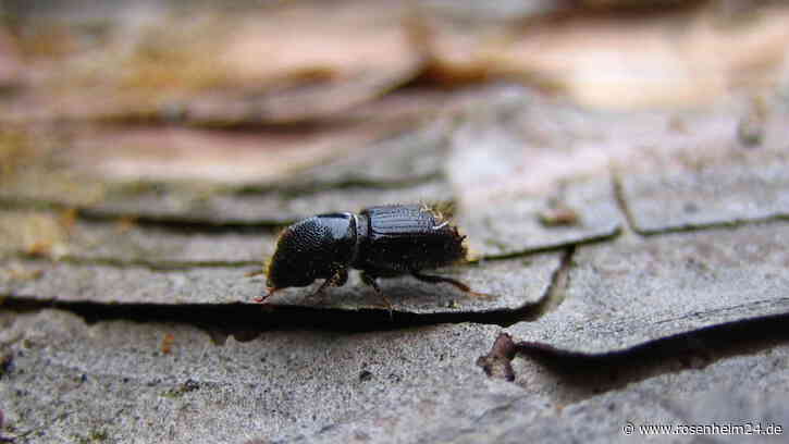 Borkenkäfer-Invasion droht – Forstamt mit dringendem Appell an alle Waldbesitzer