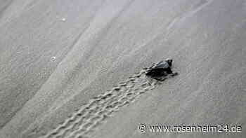 „Wenige Gehminuten“: Luxushotel zu weit vom Strand – Reiseveranstalter muss zahlen