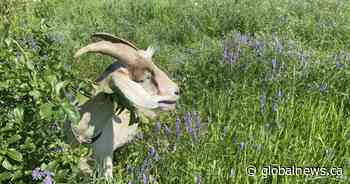 ‘They will eat everything’: Toronto enlists goat herd to tackle invasive species
