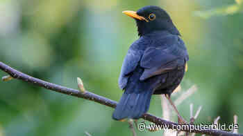 Darum klingen manche Amseln jetzt wie E-Scooter