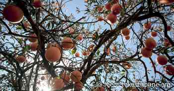 South Texas needs rain. Tropical Storm Alberto didn’t deliver enough.