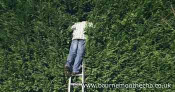 What is the legal height of a hedge and how do I complain?