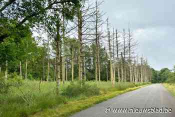 Buurtbewoners hebben schrik van honderd dode bomen in Fazantenstraat: “Ze kunnen op ons vallen”