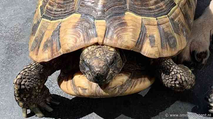 Schildpad Theo ontsnapt in Roosendaal, eigenaresse treurt bij leeg hok