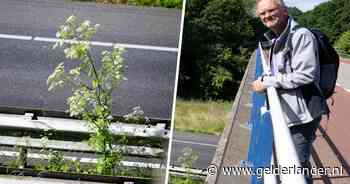 Dit zéér giftige plantje rukt op in Nederland, en dat allemaal door onze snelwegen