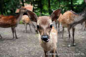 Hirschnachwuchs in Olderdissen