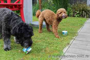 Spenge: Wildlachs für den Hund, Vanille fürs Herrchen