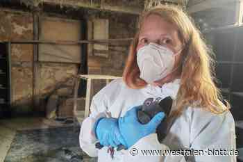 Geliebt, gehasst, gekuschelt: Streit um die Stadttauben in Herford