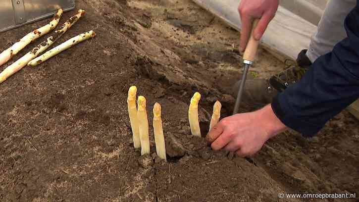 Dit is waarom de asperges na 24 juni niet meer gestoken mogen worden
