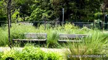 Cura del verde, l'allarme del VI Municipio: "A disposizione meno della metà dei fondi necessari"