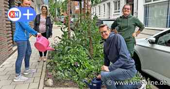 Bepflanzte Baumscheiben in der Lerchenstraße in Kiel dürfen bleiben