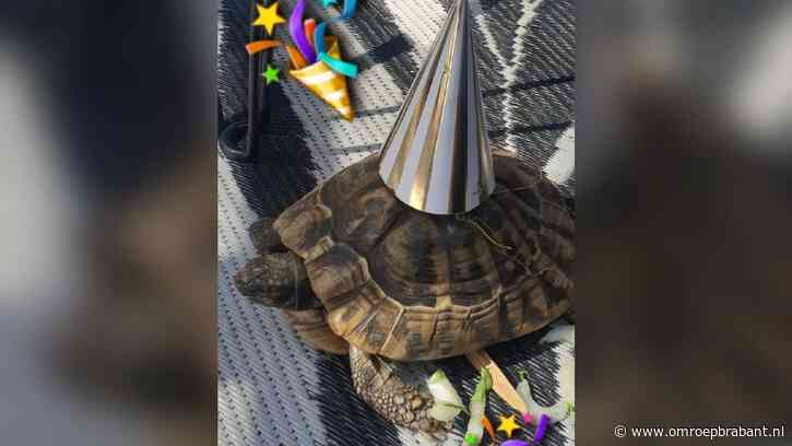 Ontsnapte schildpad Theo is gevonden en weer thuis: 'Ik ben zo opgelucht'