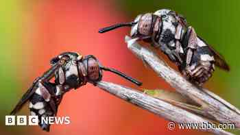Resting cuckoo bees win insect photo competition