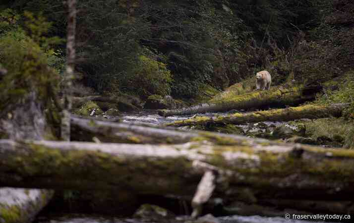 First Nations, Ottawa, B.C., announce $335M for protection off Great Bear coast