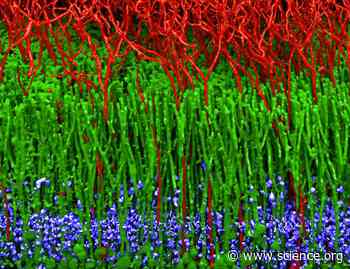 Tweaking synaptic plasticity: Deciphering the role of WWC1 in memory opens new therapeutic horizons | Science Signaling
