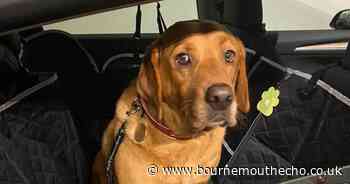 Dog trapped in hot car sparks charity response on pet safety