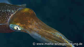 Sensationsfund im Atlantik: Deutsche Forscher entdecken neue Tier-Art
