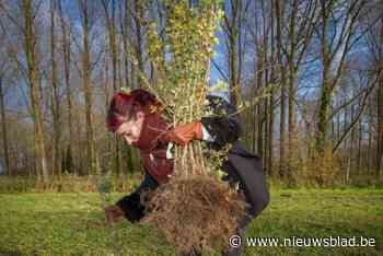 Broechem krijgt drie hectare nieuw bos aan Achterlo: gemeente op schema om klimaatdoelstelling te halen
