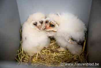 2024 rampzalig jaar voor uilen: “Kuikens zijn heel vuil en mager”