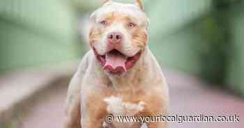 Croydon has the highest number of XL Bullies in the UK