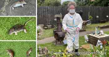 Watford 'rat colony' invades gardens and chews through car