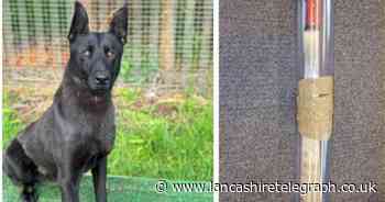Padiham: Machete recovered as police dog detains man