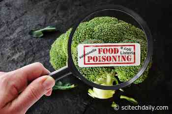 Avoiding Food Poisoning: How a Tiny Chip Can Make Your Food Safer Than Ever