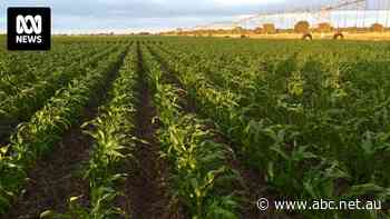 Water supply concerns on the rise in key food-growing region north of Perth