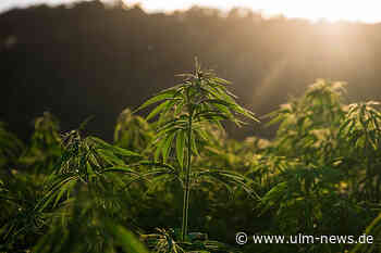 Tipps zur Maximierung des Ertrags von selbstblühenden Cannabispflanzen