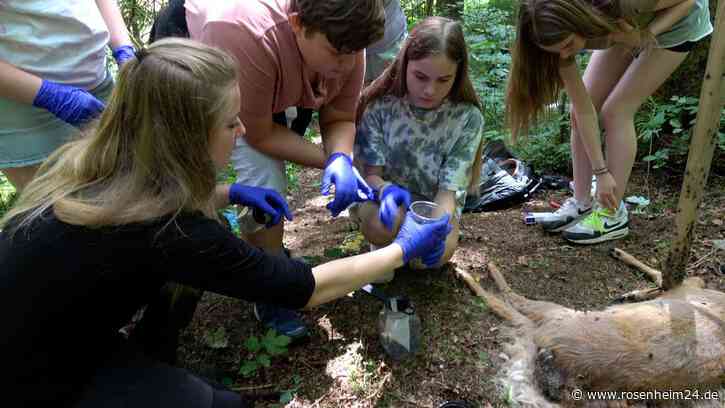 Vom Klassenzimmer in die Wildnis: Jugendliche erforschen Kadaver im Nationalpark Berchtesgaden