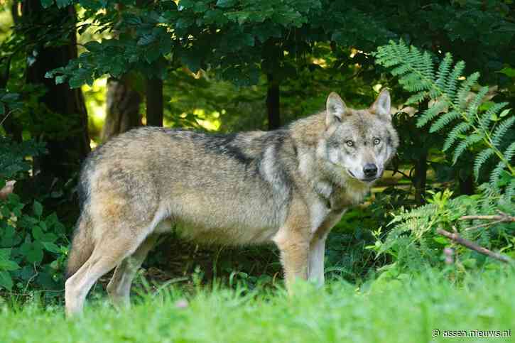 Provincie Drenthe streeft naar minder bescherming voor wolf