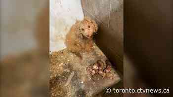 Puppy mills now illegal in Ontario, but advocates say little will change for dogs