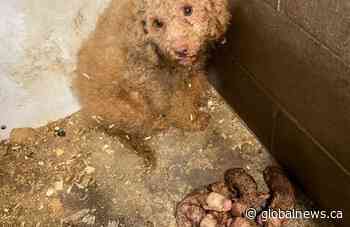 Puppy mills now illegal in Ontario, but advocates say little will change for dogs