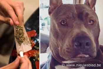 Werkstraf voor dealer waarvan zoontje (1,5) werd toegetakeld door hond