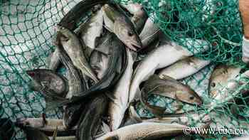 End of cod moratorium touted after 32 years as Ottawa approves small increase in commercial catch