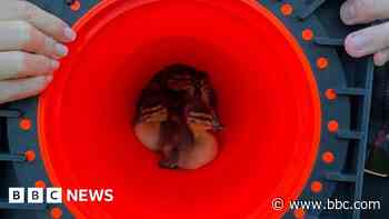 Police rescue ducklings on road using traffic cone