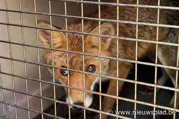 Vos op zoek naar post, brandweer kan hem vangen