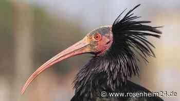 „Der Waldrapp ist das Wappentier von Burghausen geworden“