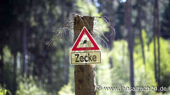 Zecken-Alarm: Bayern verzeichnet höchsten FSME-Anstieg seit 2001