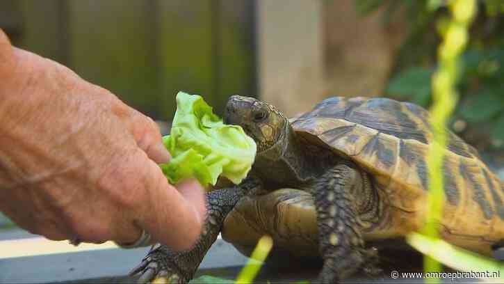 Theo de schildpad is terecht en dat vieren we met een krop sla en tzatziki